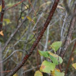 Betula pumila (Bog Birch), bark, mature