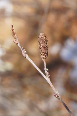 Betula pumila (Bog Birch), infructescence