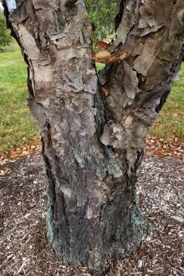 Betula turkestanica (Turkestan Birch), bark, mature
