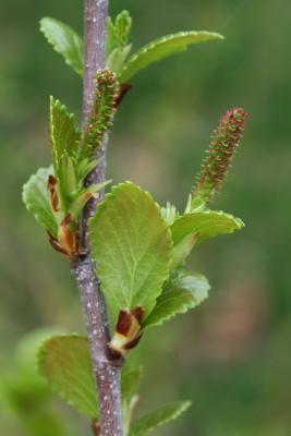 Betula pumila (Bog Birch), flower, pistillate
