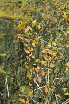 Betula pumila (Bog Birch), habit, fall