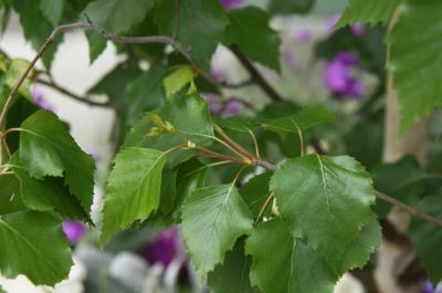 Betula platyphylla 'Fargo' (DAKOTA PINNACLE® Asian White Birch PP10963), leaf, new