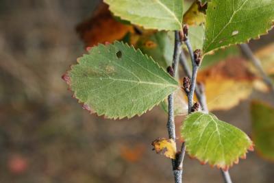 Betula pumila (Bog Birch), leaf, upper surface, bud, lateral