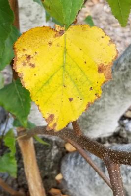 Betula populifolia 'Whitespire' (Whitespire Gray Birch), leaf, fall