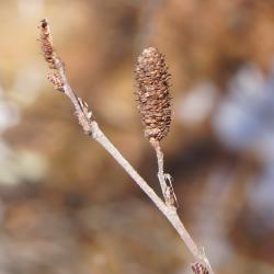 Betula pumila (Bog Birch), infructescence