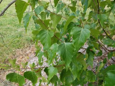 Betula populifolia 'Whitespire' (Whitespire Gray Birch), leaf, summer