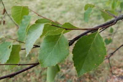 Betula turkestanica (Turkestan Birch), leaf, summer