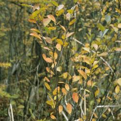 Betula pumila (Bog Birch), habit, fall
