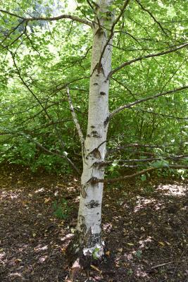 Betula pubescens (Moor Birch), bark, mature