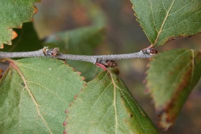 Betula pumila (Bog Birch), bud, lateral