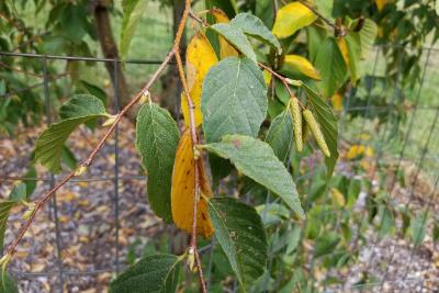 Betula schmidtii (Schmidt's Birch), habit, fall