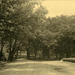 Arbor Lodge album: road with trees