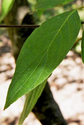 Cornus controversa (Giant Dogwood), leaf, summer