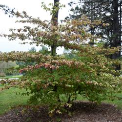 Cornus alternifolia 'W. Stackman' (GOLDEN SHADOWS® Pagoda Dogwood PP11287), habit, fall