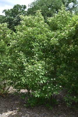 Cornus drummondii (Rough-leaved Dogwood), habit, summer