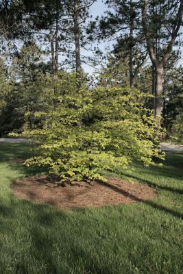 Cornus alternifolia 'W. Stackman' (GOLDEN SHADOWS® Pagoda Dogwood PP11287), habit, spring