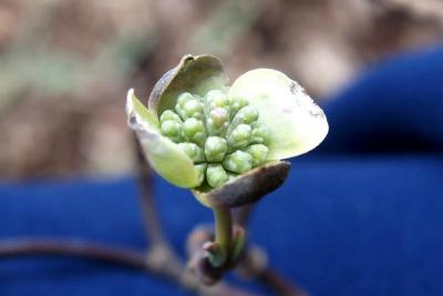 Cornus florida (Flowering Dogwood), bud, flower