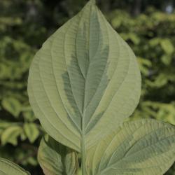 Cornus alternifolia 'W. Stackman' (GOLDEN SHADOWS® Pagoda Dogwood PP11287), leaf, lower surface