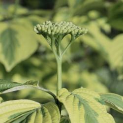 Cornus alternifolia 'W. Stackman' (GOLDEN SHADOWS® Pagoda Dogwood PP11287), bud, flower