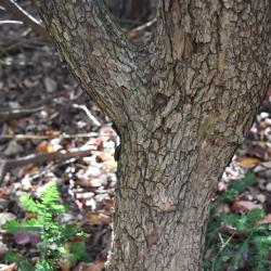 Cornus florida (Flowering Dogwood), bark, trunk