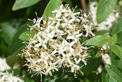 Cornus amomum (Silky Dogwood), flower, full