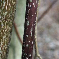 Cornus alternifolia (Pagoda Dogwood), bark, branch