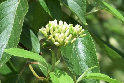 Cornus amomum (Silky Dogwood), bud, flower