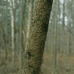 Cornus florida (Flowering Dogwood), bark, mature