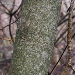 Cornus alternifolia (Pagoda Dogwood), bark, trunk