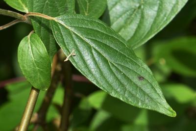 Cornus amomum (Silky Dogwood), leaf, summer