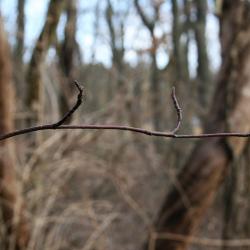 Cornus alternifolia (Pagoda Dogwood), bark, twig