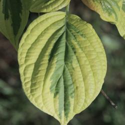 Cornus alternifolia 'W. Stackman' (GOLDEN SHADOWS® Pagoda Dogwood PP11287), leaf, upper surface