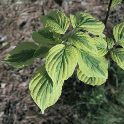 Cornus alternifolia 'W. Stackman' (GOLDEN SHADOWS® Pagoda Dogwood PP11287), leaf, spring