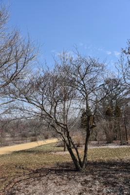 Cornus controversa (Giant Dogwood), habit, winter