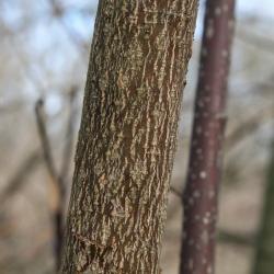 Cornus alternifolia (Pagoda Dogwood), bark, branch