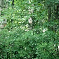 Cornus alternifolia (Pagoda Dogwood), habit, summer