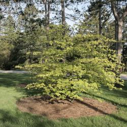 Cornus alternifolia 'W. Stackman' (GOLDEN SHADOWS® Pagoda Dogwood PP11287), habit, spring