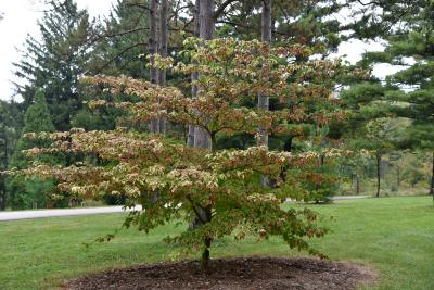 Cornus alternifolia 'W. Stackman' (GOLDEN SHADOWS® Pagoda Dogwood PP11287), habit, fall