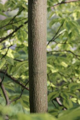 Cornus alternifolia 'W. Stackman' (GOLDEN SHADOWS® Pagoda Dogwood PP11287), bark, trunk