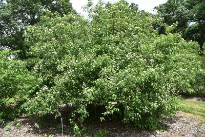 Cornus amomum (Silky Dogwood), habit, summer
