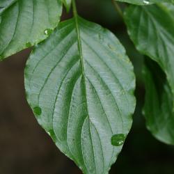 Cornus alternifolia (Pagoda Dogwood), leaf, upper surface
