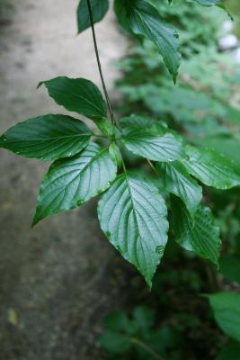 Cornus alternifolia (Pagoda Dogwood), leaf, summer