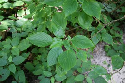 Cornus alternifolia (Pagoda Dogwood), leaf, summer