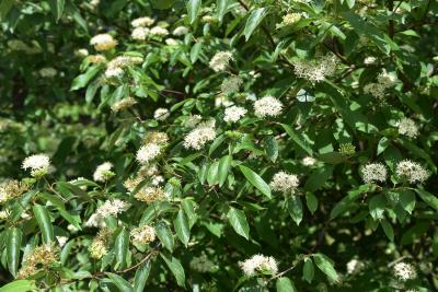 Cornus amomum (Silky Dogwood), inflorescence