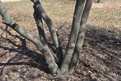 Cornus controversa (Giant Dogwood), bark, trunk