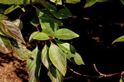 Cornus controversa (Giant Dogwood), leaf, fall