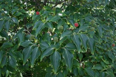 Cornus kousa subsp. chinensis (Chinese Kousa Dogwood), leaf, summer