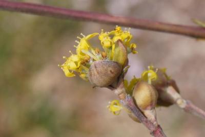 Cornus mas 'Aurea' (Golden Cornelian-cherry Dogwood), flower, side