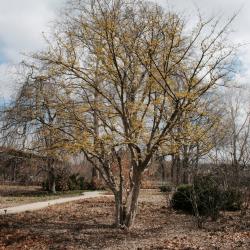 Cornus mas (Cornelian-cherry Dogwood), habit, spring