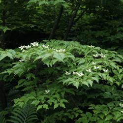 Cornus kousa subsp. chinensis (Chinese Kousa Dogwood), habit, spring